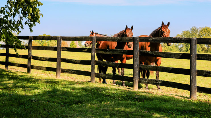 Equestrian Associations